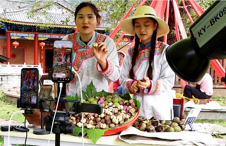 云南漾濞：“一颗核桃”如何破“壳”成“链”？